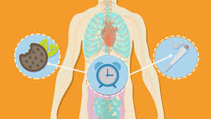 How Long Do Thc Edibles Stay In Your System Precise