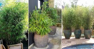 Growing Bamboo In Pots Best Bamboo To