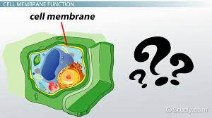 do plant cells have a cell membrane