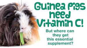Can guinea pigs eat too much vitamin c? Guinea Pig Vitamin C Best 5 Foods For Vitamin C For Guinea Pigs Veggies Herbs For Healthy Diet Youtube