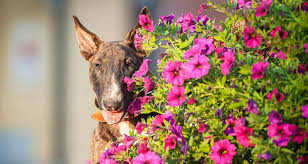 Garden Dangers For Dogs Cesar S Way