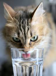 Nighttime Water Glass From Your Cat