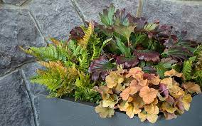 Color Combos For Fall Container Gardens