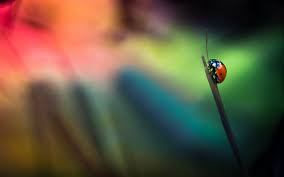 ladybug hd wallpaper