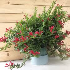 lipstick plant plant care growing guide
