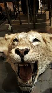 beautiful lion panthera leo skin rug