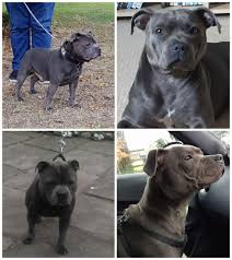 6 healthy females ready for there forever homes. Kc Registered Blue Staffordshire Bull Terrier Pups Grimsby Lincolnshire Pets4homes