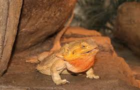 bearded dragon substrate options