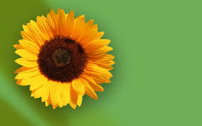 sunflower wallpaper photo
