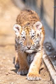 tiger cub tiger cute hd