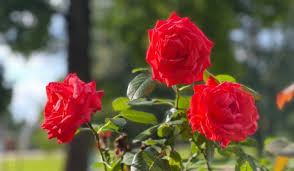 rosa chinensis plant benefits care