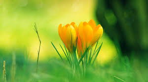 Image result for orange flowers images