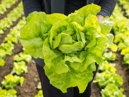harvesting heads of lettuce when and