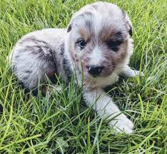 From akc mom and dad (i have paperwork to show you) but puppies are for pet homes only. Australian Shepherd Dog Puppy Dog For Sale In Manchester Tennessee