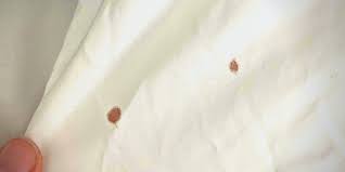 Early Signs Of Bed Bugs How To Check