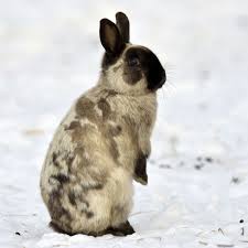 Rabbit Winter Care Animal Charity