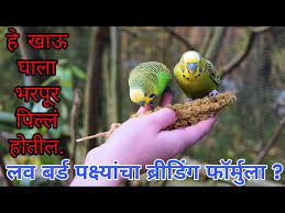 love bird breeding formula in marathi