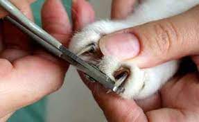 cutting dog nails when how