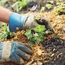 best mulch for your landscape