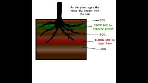 how to layer your soil and amendments super soil the easy way transplanting big plants