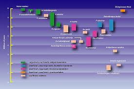 Human Evolution Timeline Chart