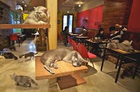 A cat café is a theme café whose attraction is cats that can be watched and played with. Outdoor Garden With Booze Food And Kittens That S Right There S Another Les Cat Cafe Spoiled Nyc