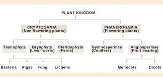 Hierarchical System Of The Plant Kingdom Aliais10s Blog