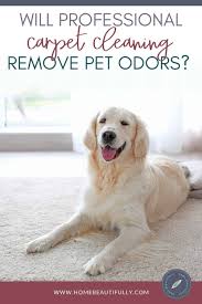remove pet odors