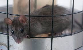 best rat bait top 5 baits to end rat