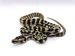 baby tiger darwin s carpet python