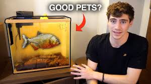 The Truth About My Piranhas You Should Know This About Them