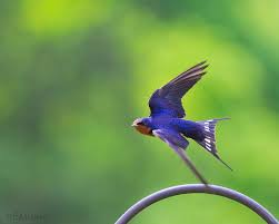 Image result for barn swallow flying