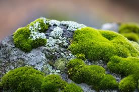 gardening with moss horticulture