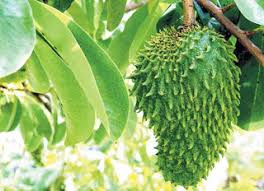 Khasiat buah durian belanda untuk kesihatan l assalamualaikum. 5 Manfaat Buah Durian Belanda Atau Sirsak Untuk Kesehatan Tubuh Caretet