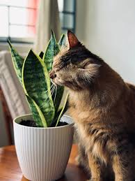 Are Snake Plants Toxic To My Cat The