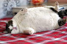 Три самых толстых кота и их истории | МанкиБлог | Дзен