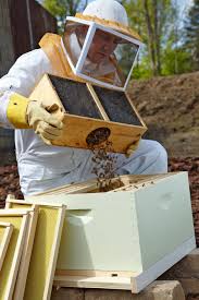 how to start a beehive in your backyard