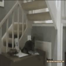 stairs gif find on gifer