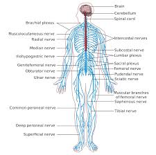 Essentially, nerve cells, also known as a neurons, are the active component of the nervous system. Diagram Blank Nervous System Diagram Full Version Hd Quality System Diagram Milsdiagram Radiotelegrafia It