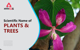 scientific name of all plants trees