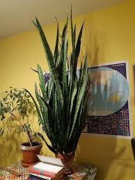 How To Make Snake Plants Grow Faster