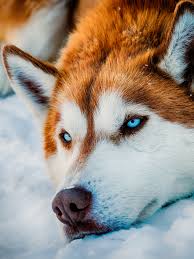 red husky wallpapers top free red