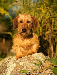 miniature wire haired dachshund stock