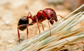 how to get rid of fire ants the home