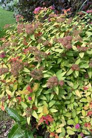 how to grow magic carpet spirea