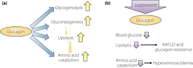 glucagon regulates lipolysis and fatty