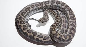 carpet python subspecies the morelia