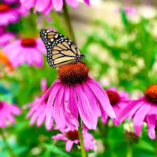 Beautiful Bird & Butterfly Wildflower Seed Mix – hancockseed.com