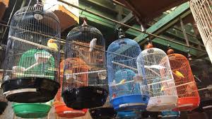 Manfaat memelihara burung peliharaan di rumah. Bikin Resah Ayah Mertua Pelihara Banyak Burung Di Rumah Kumparan Com