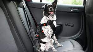 Dog Car Seats And Seat Belts Can They